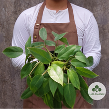 Load image into Gallery viewer, Philodendron Temptation
