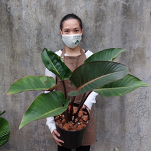 Load image into Gallery viewer, Philodendron Red Congo
