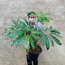 Load image into Gallery viewer, Philodendron Goeldii