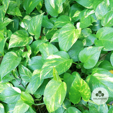Load image into Gallery viewer, Golden Pothos