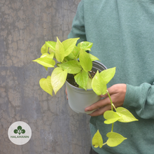 Load image into Gallery viewer, Neon Pothos