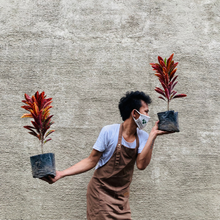 Load image into Gallery viewer, Crotons Minangga