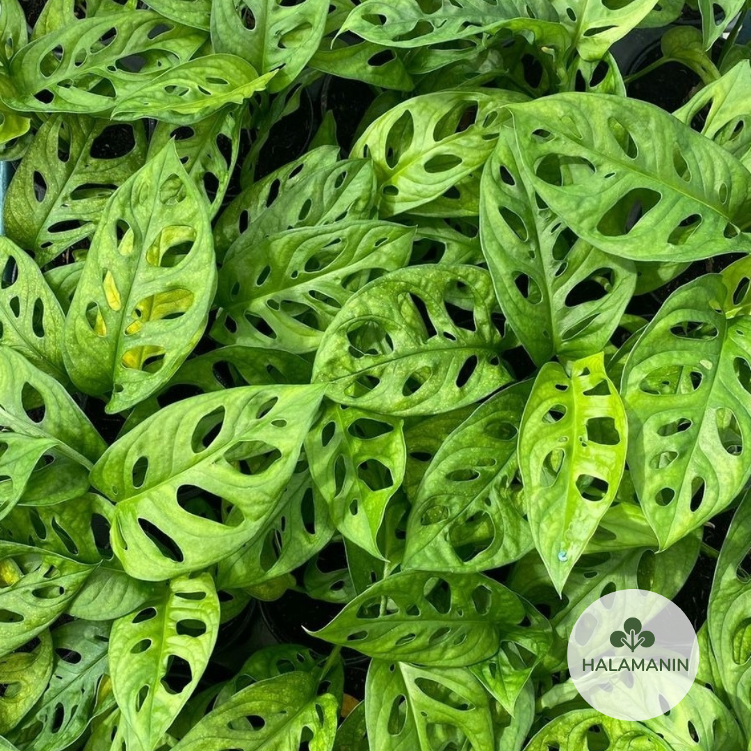 monstera adansonii price philippines Monstera Adansonii – Halamanin