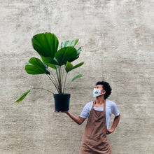 Load image into Gallery viewer, Licuala Grandis