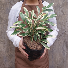 Load image into Gallery viewer, Variegated Suregada Multiflora (Matdo)