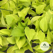Load image into Gallery viewer, Neon Pothos