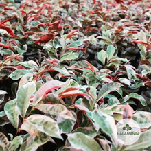 Load image into Gallery viewer, Picarra (Chinese Croton)