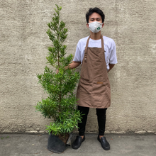 Load image into Gallery viewer, Podocarpus Maki