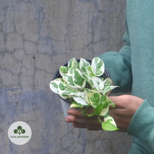 Load image into Gallery viewer, N'Joy Pothos