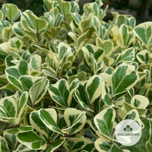 Load image into Gallery viewer, Variegated Ficus Triangularis