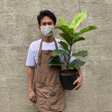 Load image into Gallery viewer, Fiddle Leaf Fig