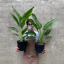 Load image into Gallery viewer, Traveler's Palm