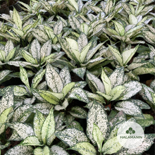 Load image into Gallery viewer, Aglaonema Snow White