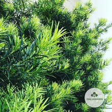 Load image into Gallery viewer, Podocarpus Maki