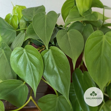 Load image into Gallery viewer, Philodendron Heartleaf