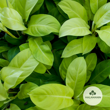 Load image into Gallery viewer, Philodendron Golden Orlando