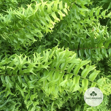 Load image into Gallery viewer, Fish Tail Fern (Cross Fern)