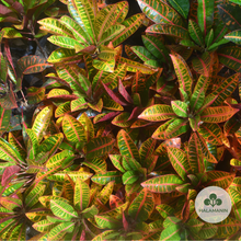 Load image into Gallery viewer, Crotons Minangga