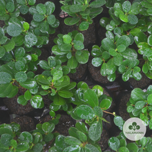 Load image into Gallery viewer, Ficus Nana