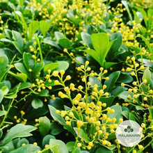 Load image into Gallery viewer, Aglaia Odorata (Chinese Perfume)