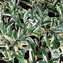 Load image into Gallery viewer, Variegated Suregada Multiflora (Matdo)