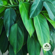 Load image into Gallery viewer, Philodendron Temptation