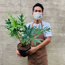 Load image into Gallery viewer, Philodendron Selloum