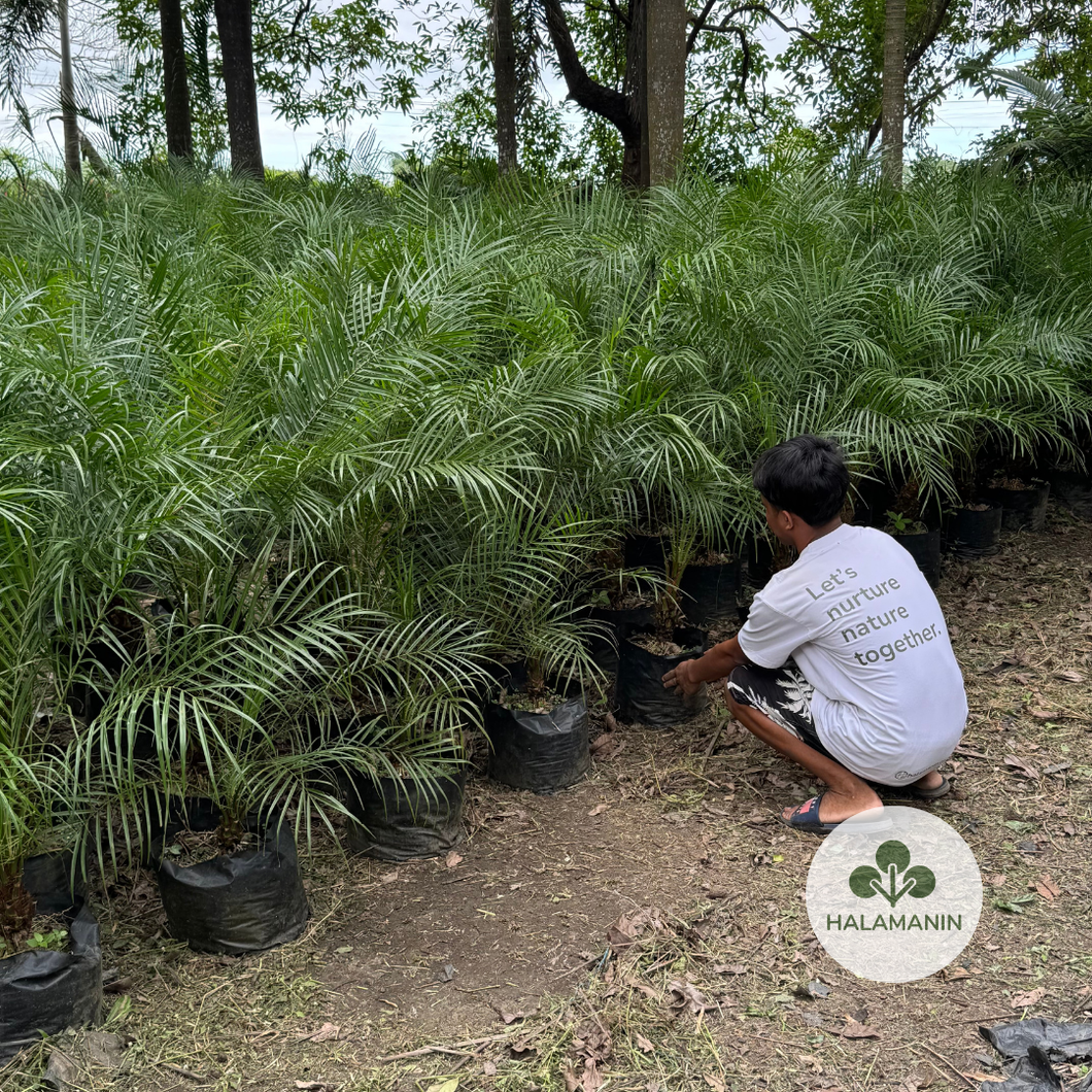 Seifiritzii Palm