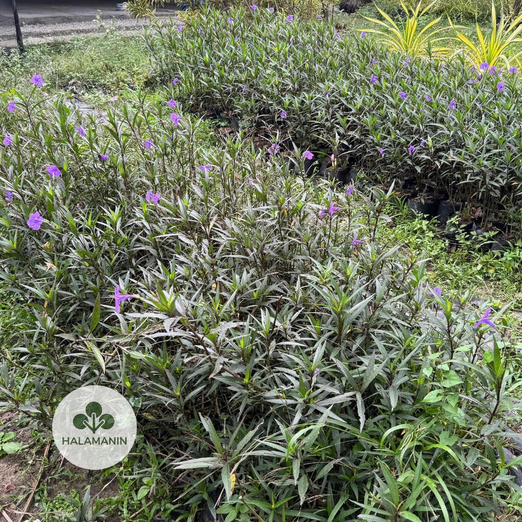 Ruellia