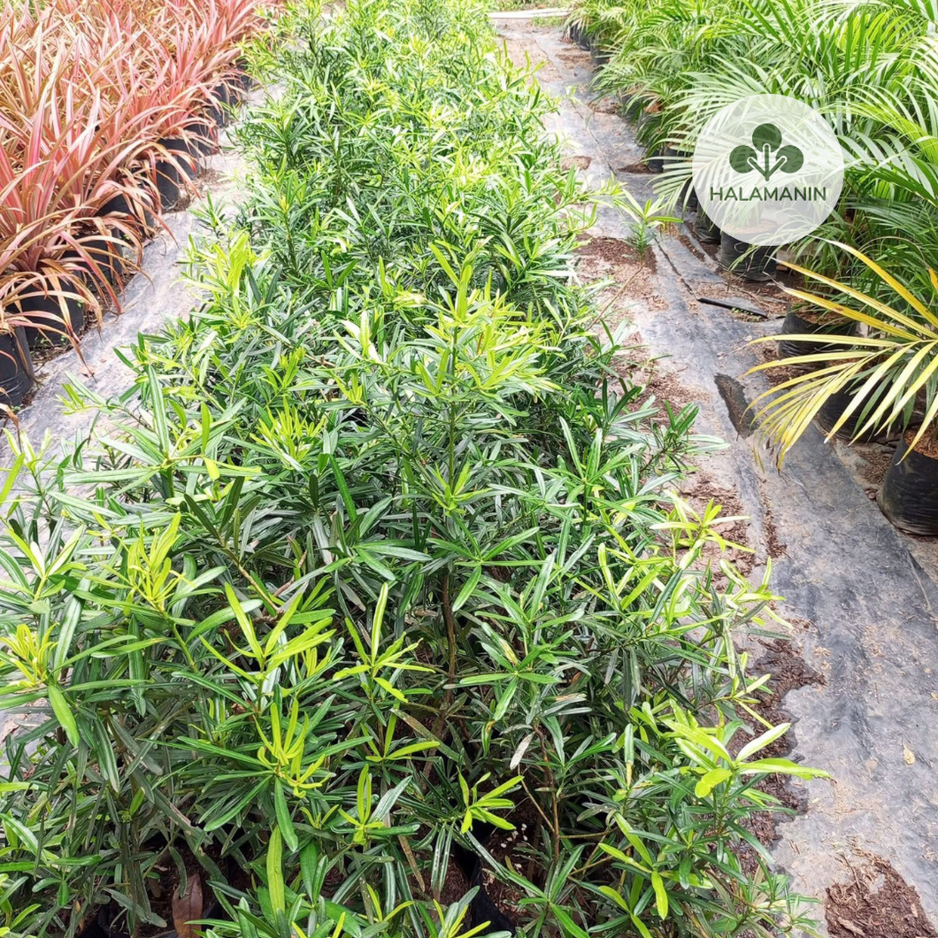 Podocarpus Maki
