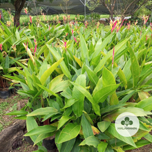 Load image into Gallery viewer, Heliconia (Birds of Paradise)
