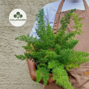 Fox Tail Fern