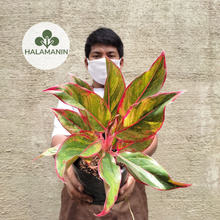 Load image into Gallery viewer, Aglaonema Red Siam
