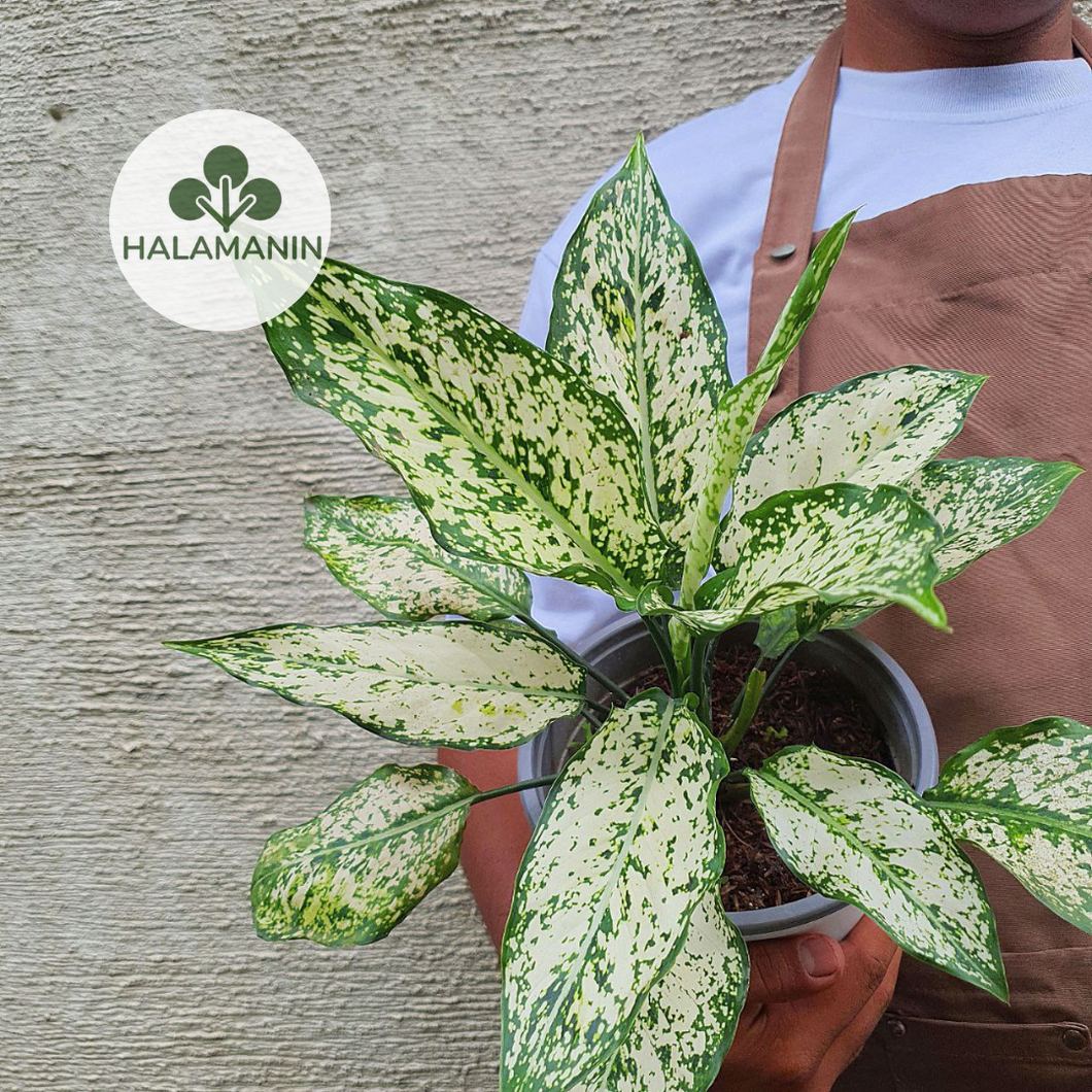 Aglaonema Snow White
