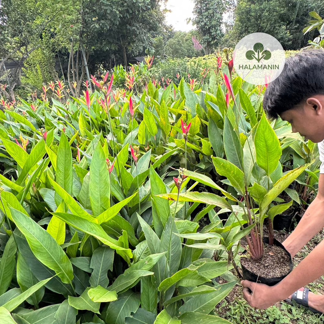 Heliconia (Birds of Paradise)