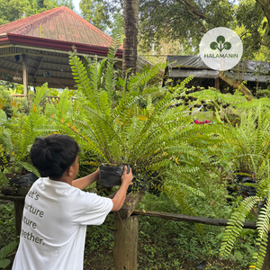 Peruvian Fern