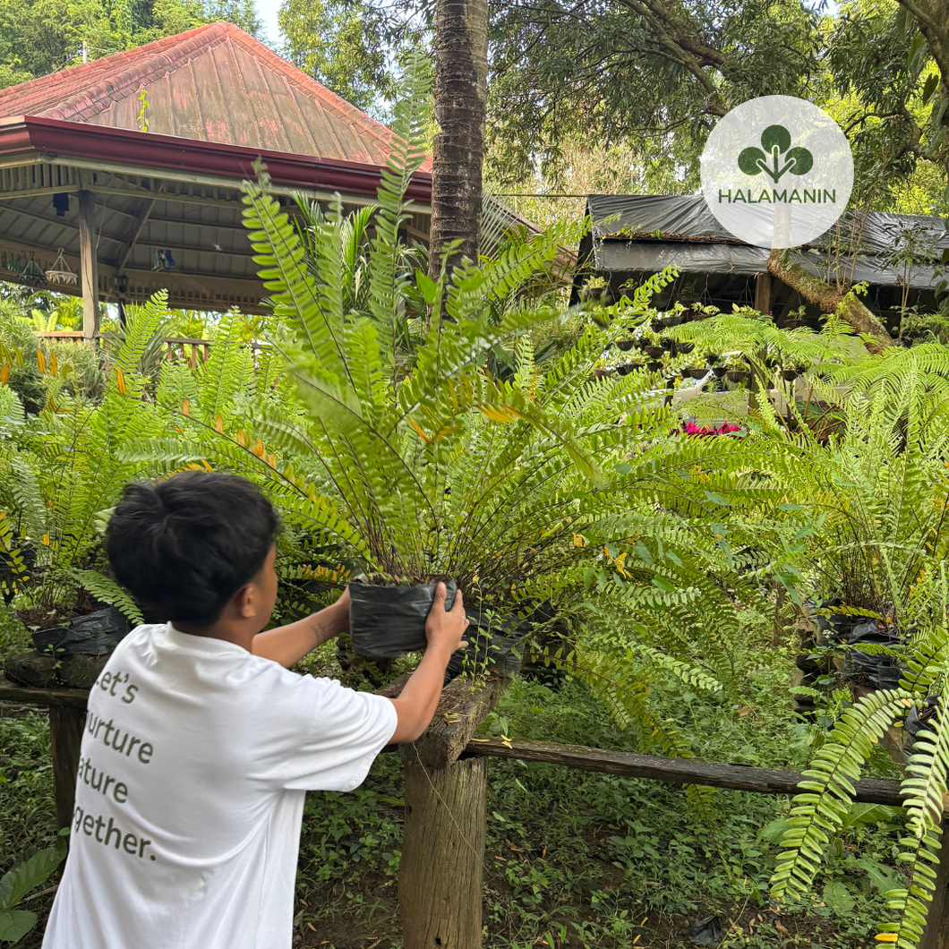 Peruvian Fern