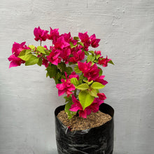 Load image into Gallery viewer, Bougainvillea
