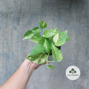 Golden Pothos