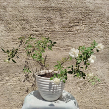 Load image into Gallery viewer, Summer Rose
