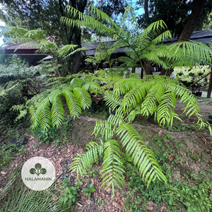 Giant Fern