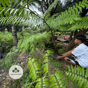 Giant Fern