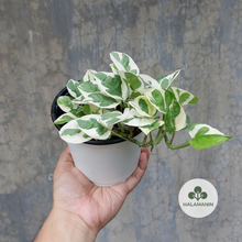 Load image into Gallery viewer, N&#39;Joy Pothos

