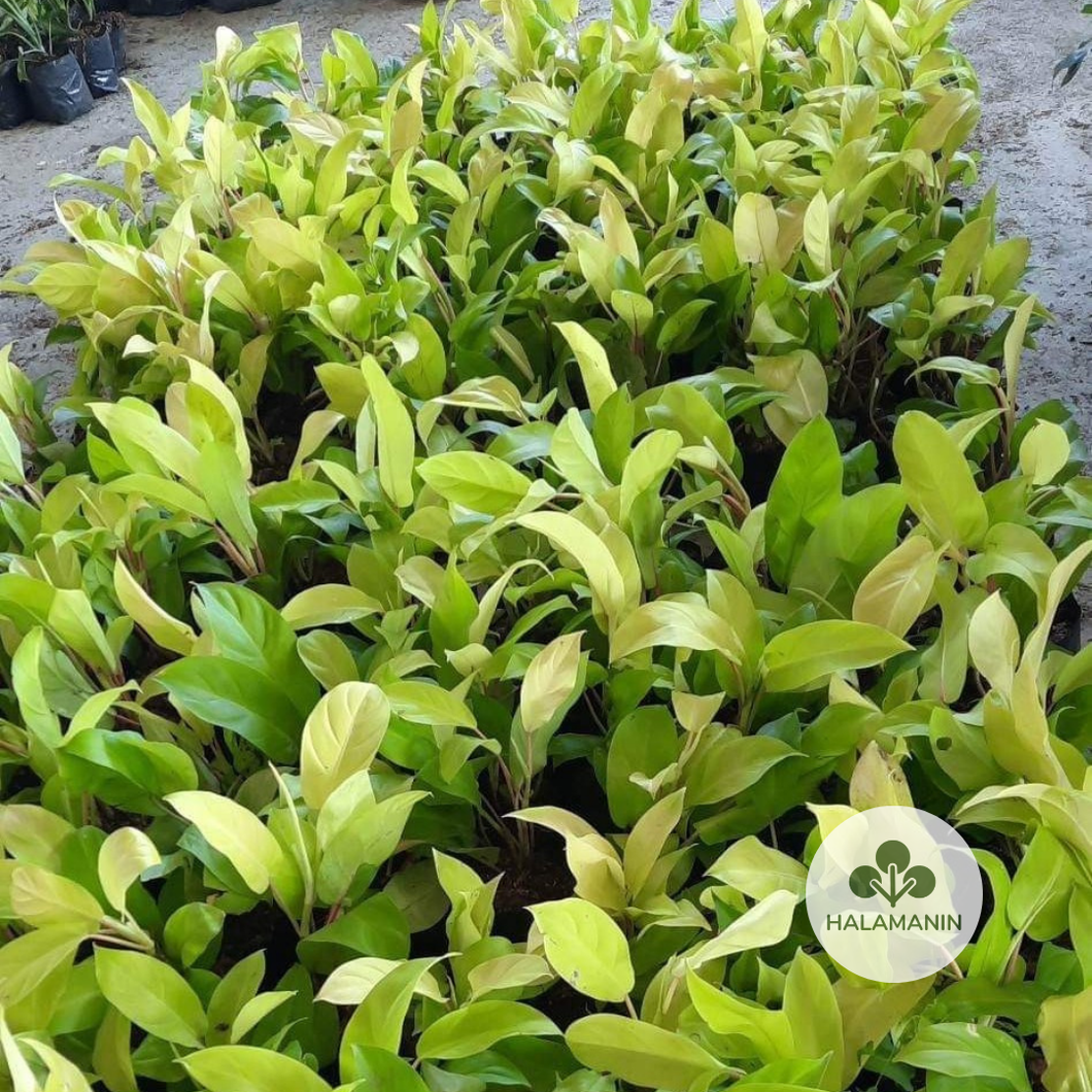 Philodendron Golden Orlando