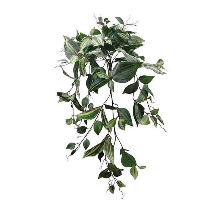 Wandering Jew Bush 85cm.