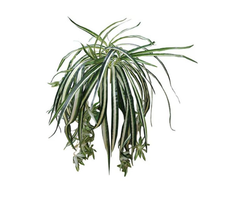 Spider Plant 61cm.