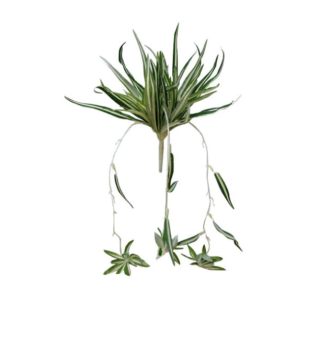 Spider Plant 50cm.