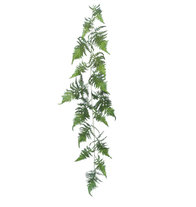 Asparagus Fern 132cm.