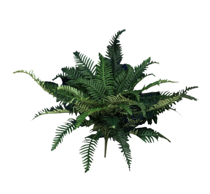 Boston Fern 79cm.