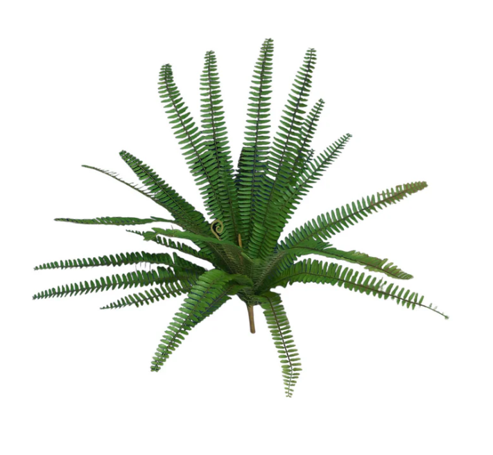 Boston Fern 73cm.